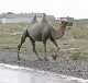 Chameau sous la pluie